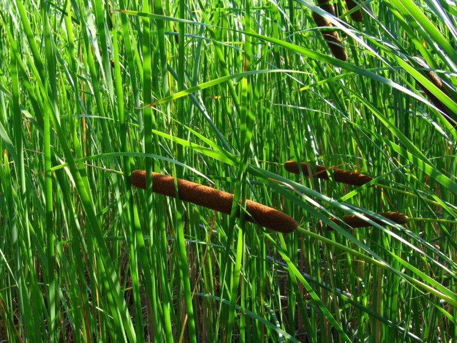 Осока тростник камыш рогоз