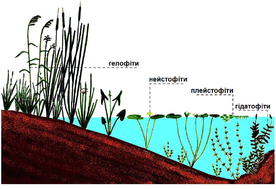 Рогоз широколистный (Typha latifolia)