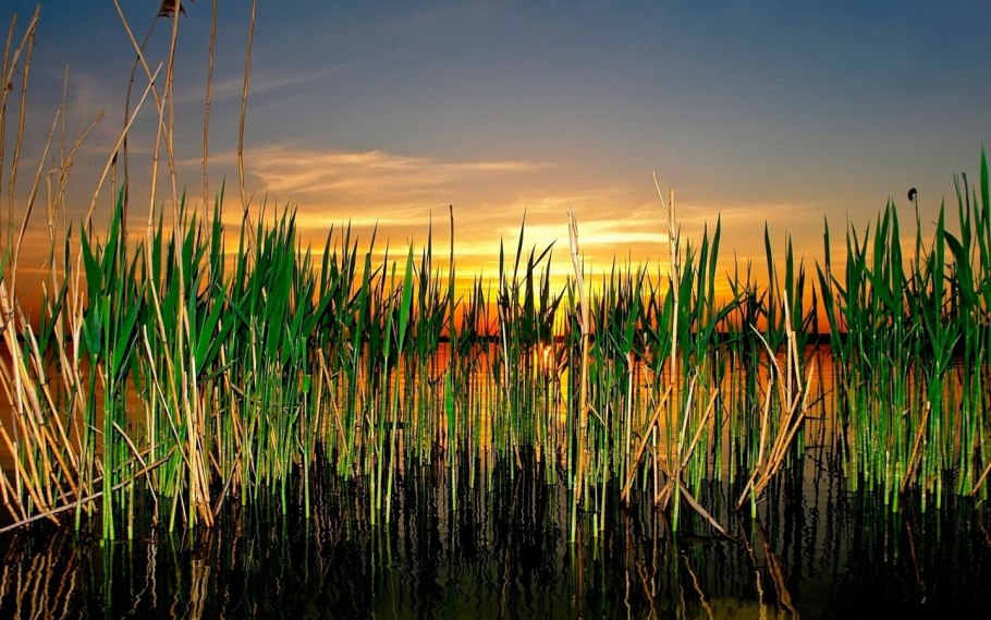 Циперус Папирус