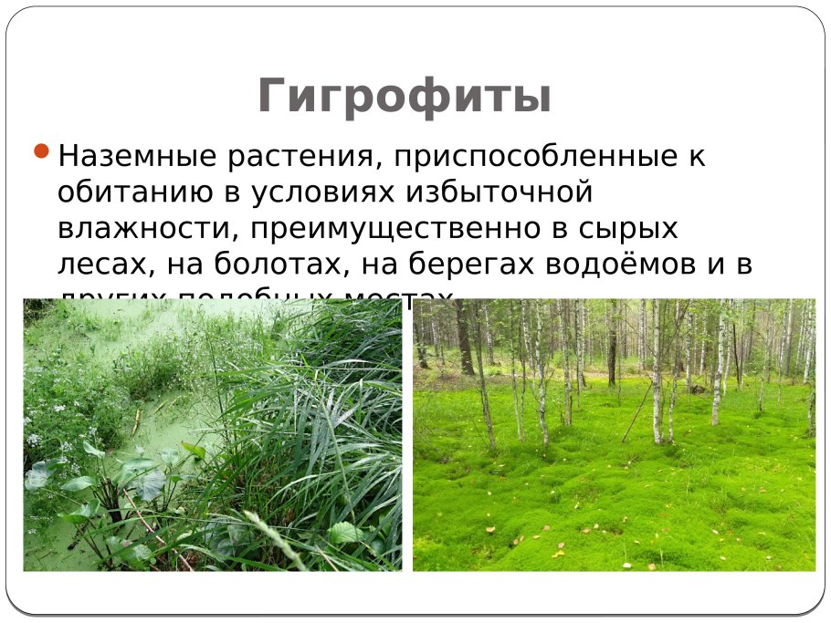 Гавайи сахарный тростник