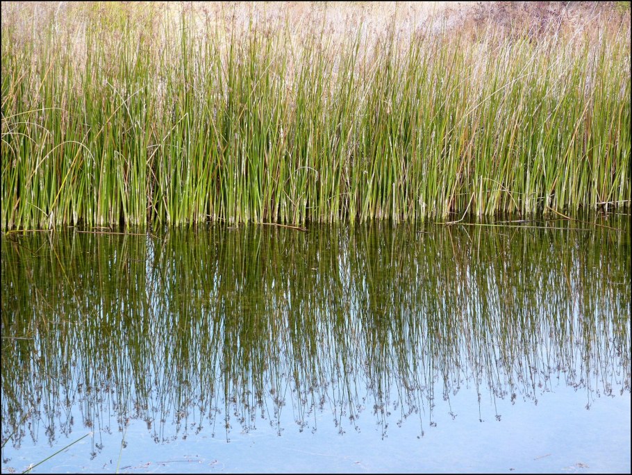 Рогоз узколистный (Typha angustifolia)