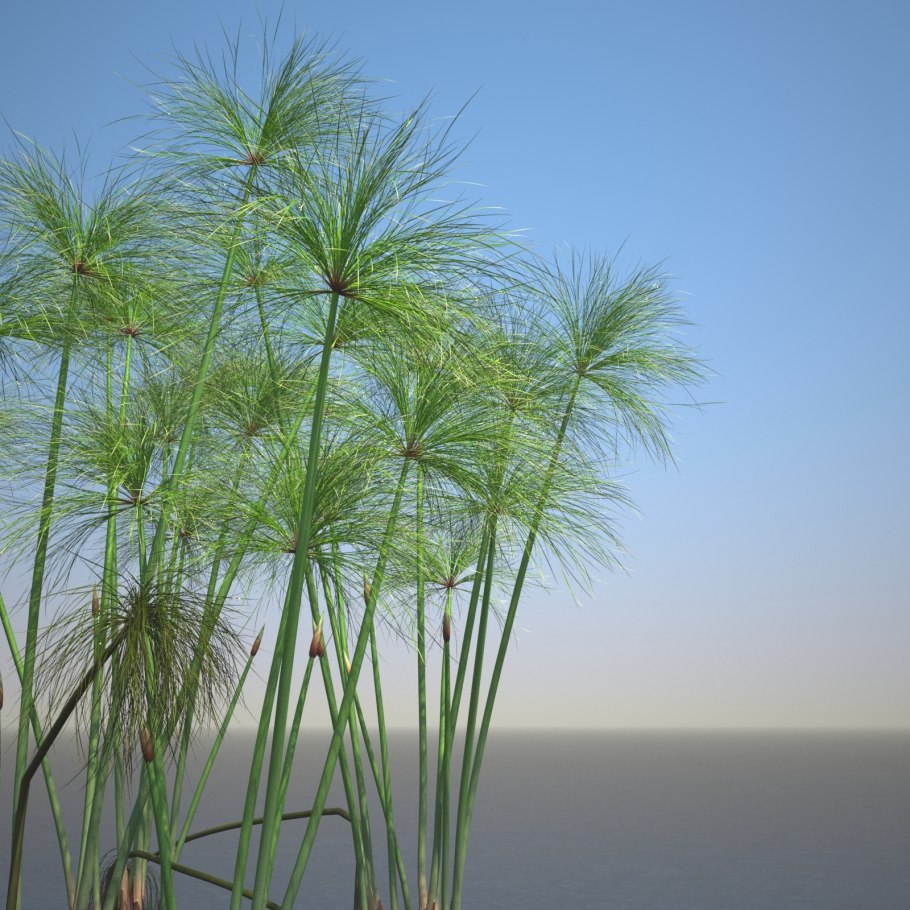 Рогоз гигрофит