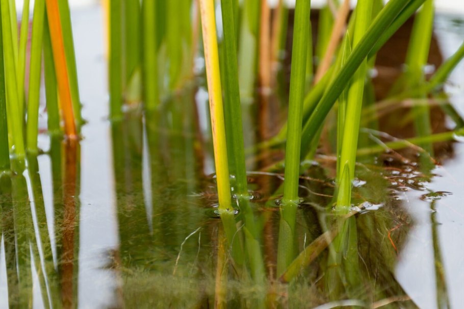 Циперус в Египте
