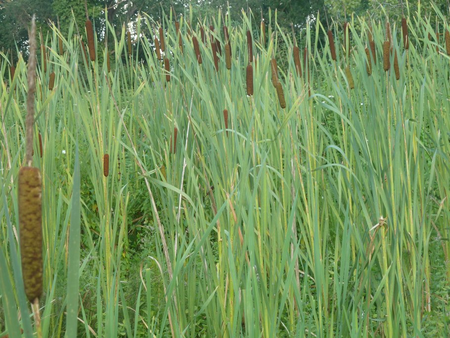 Камыша Arundo Donax