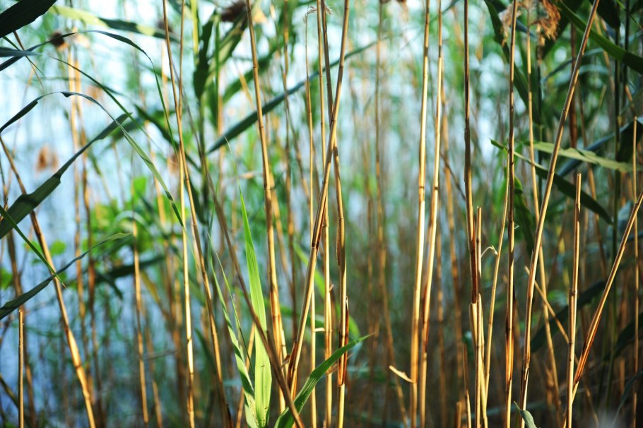 Тростник обыкновенный phragmites Australis