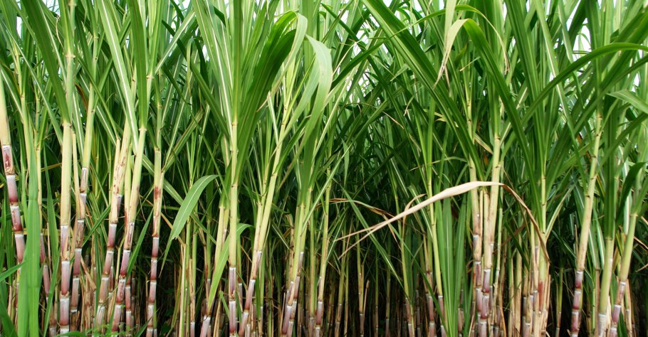 Водные растения гидрофиты