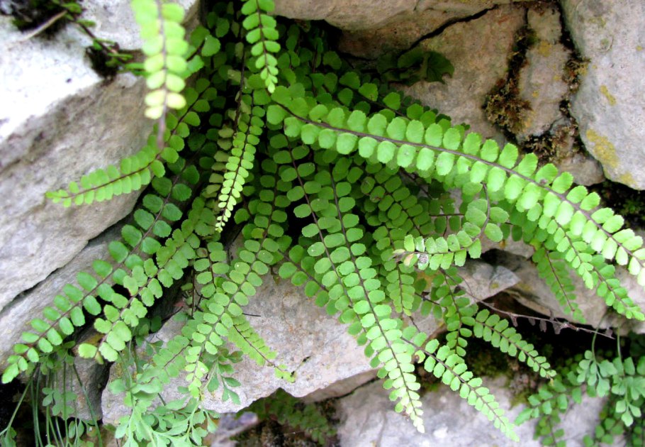 Костенец волосовидный (Asplenium trichomanes)