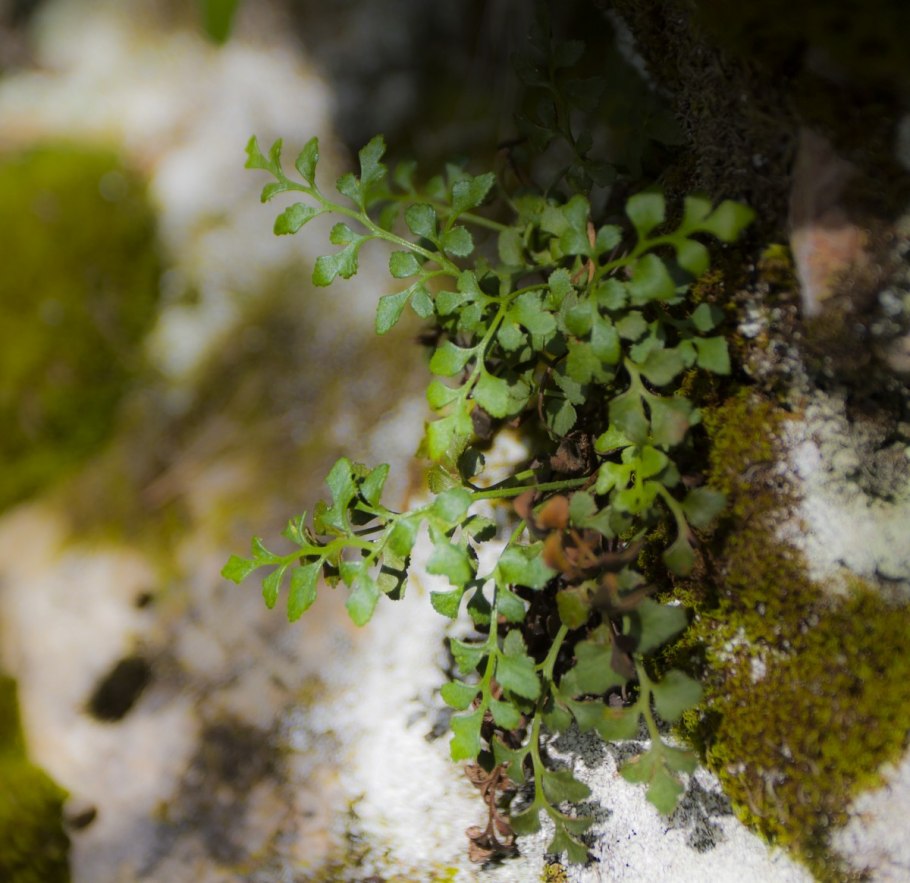 Костенец рута постенная — Asplenium Ruta-muraria.