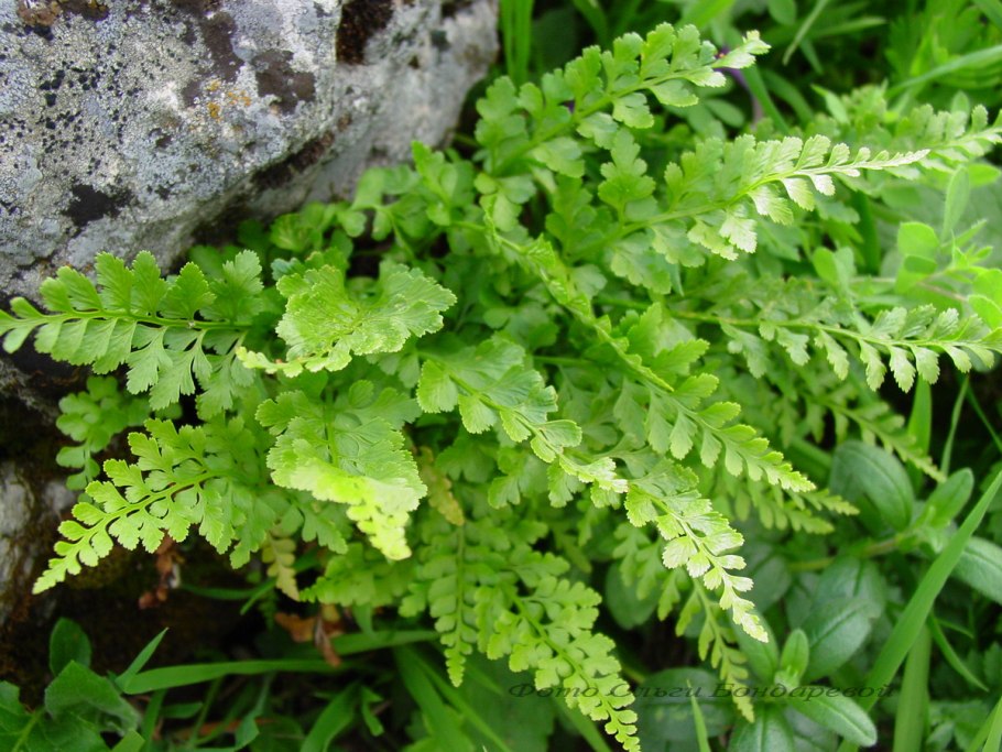 Костенец Воронова Asplenium woronowii