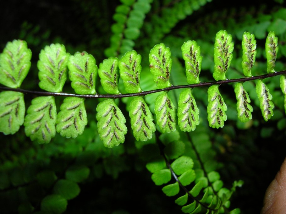 Папоротник Костенец (Asplenium)