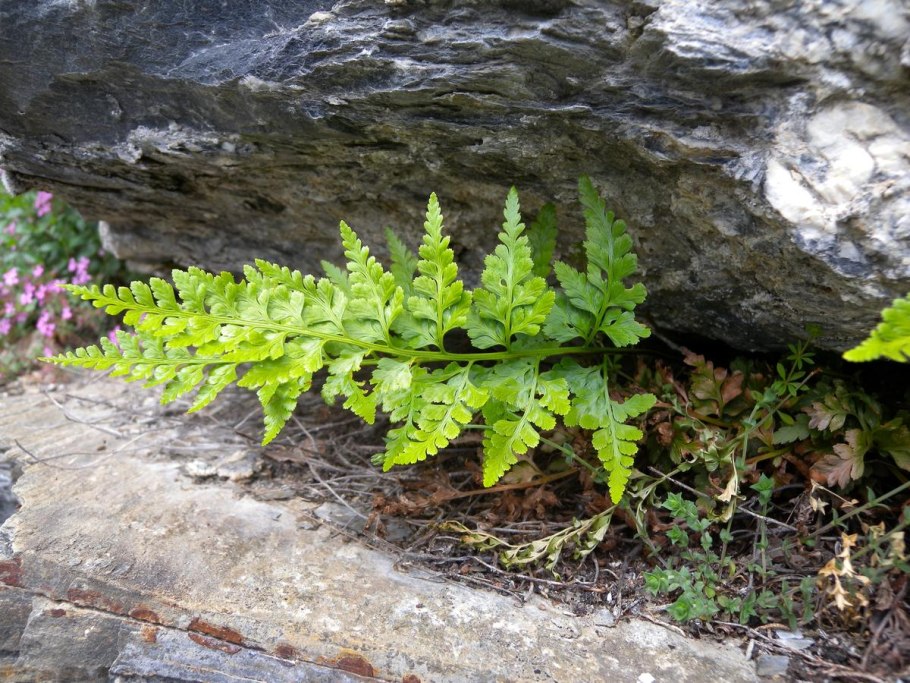 Asplenium incisum