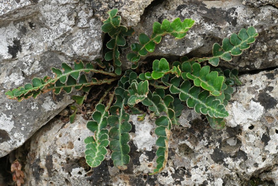 Асплениум Saxicola