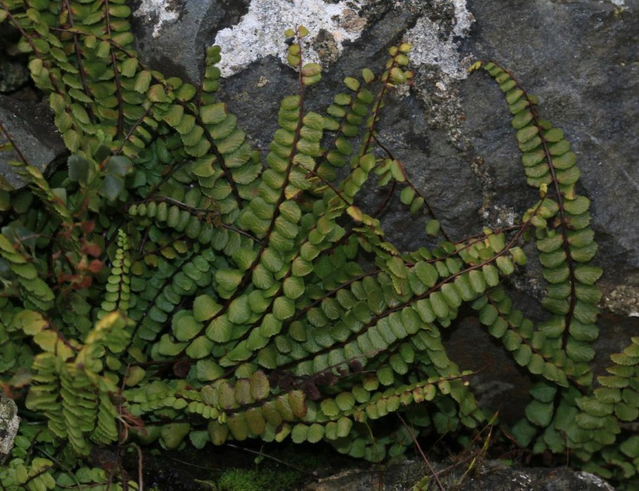 Папоротник Tectaria hilocarpa
