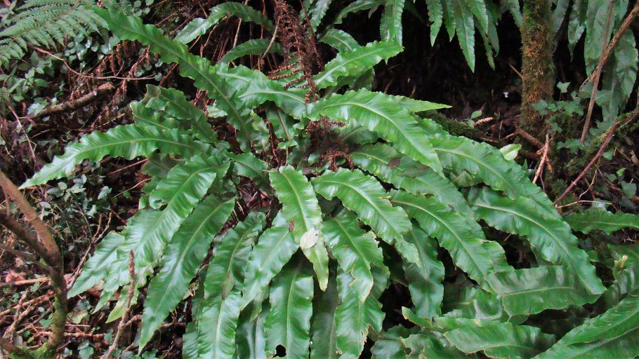 Асплениум scolopendrium 12д. 35см