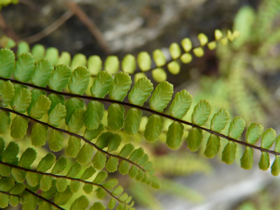 Asplenium Ceterach