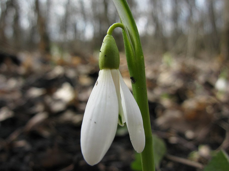 Подснежник кавказский Galanthus caucasicus