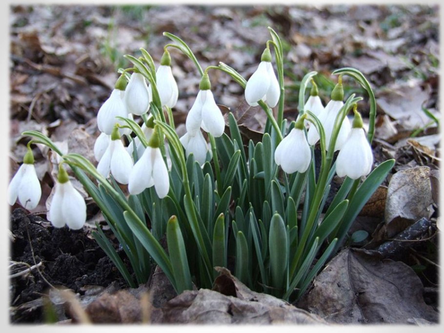 Подснежник кавказский – Galanthus caucasicus (Baker) Grossh