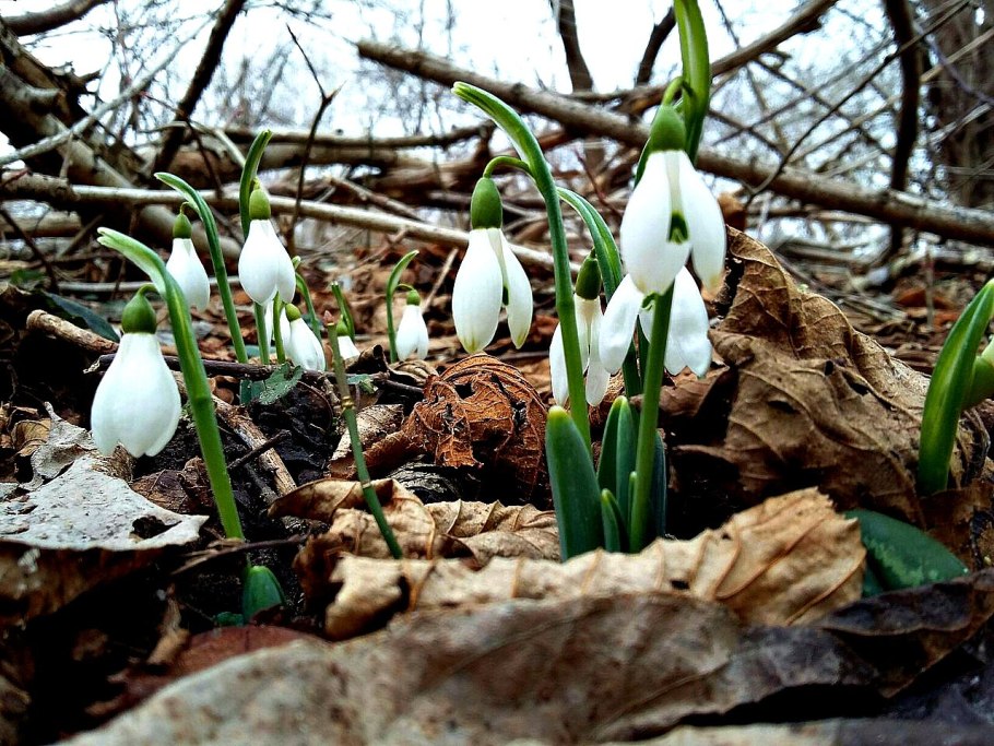 Первоцветы подснежники