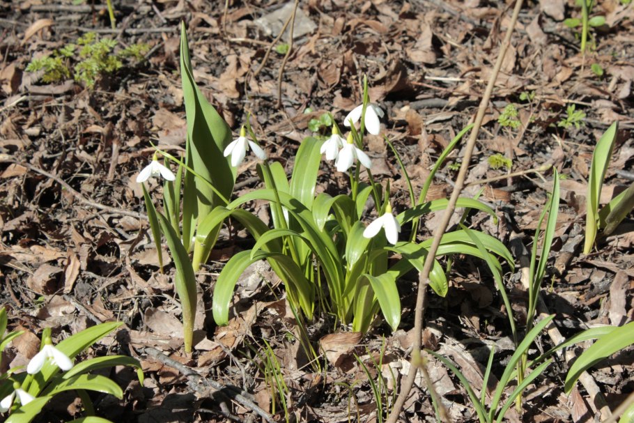 Кавказские первоцветы