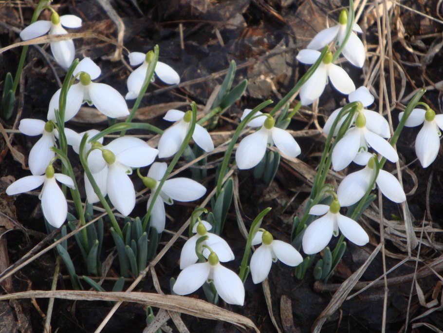 Микроволновка Панасоник nn-sd366w