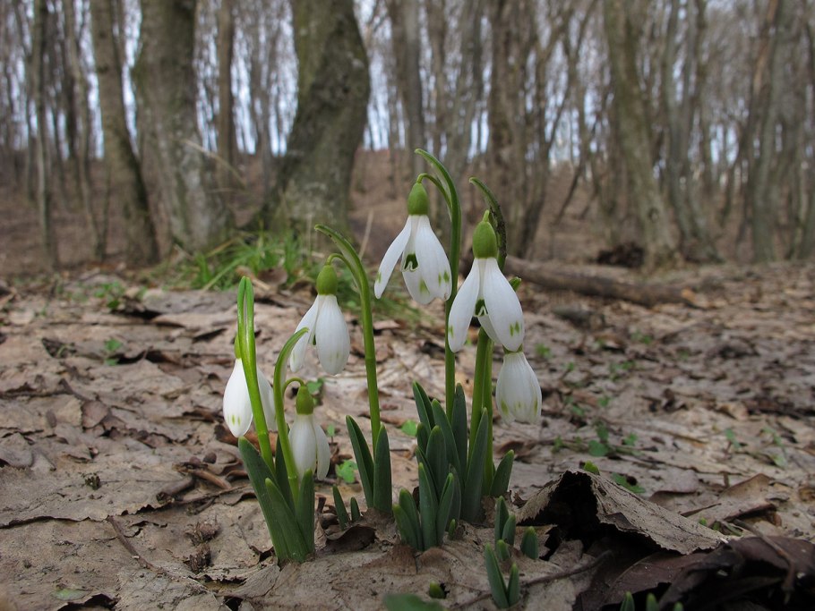 Подснежник кавказский – Galanthus caucasicus (Baker) Grossh
