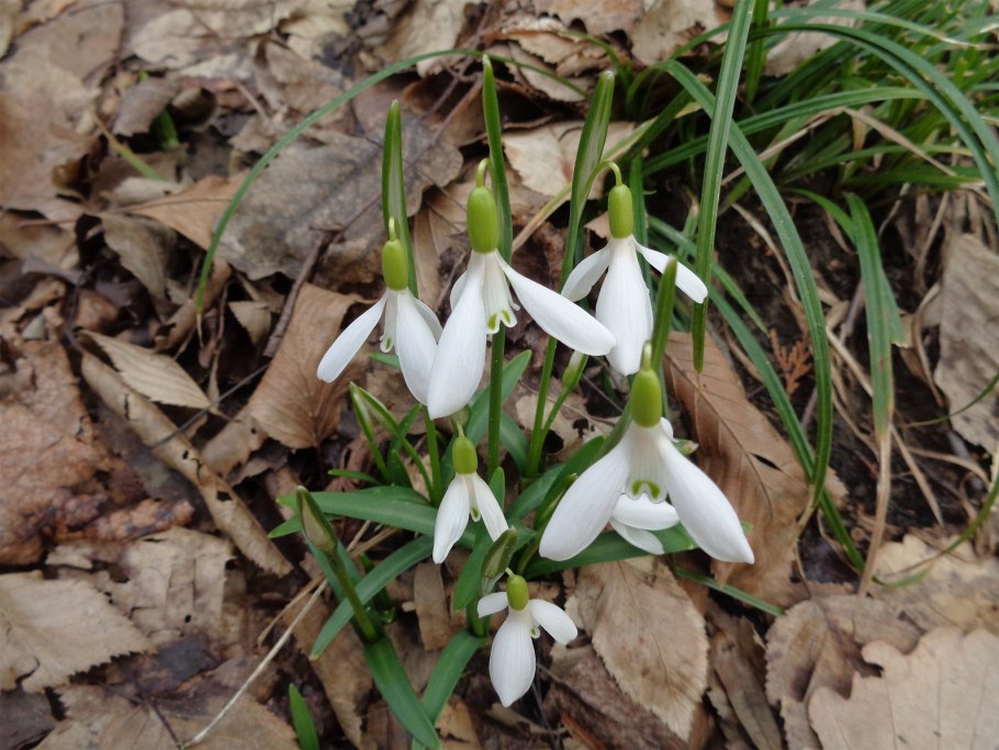 Подснежник кавказский – Galanthus caucasicus (Baker) Grossh
