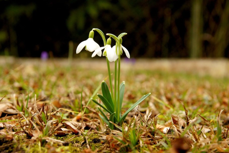 Первоцветы галантусы