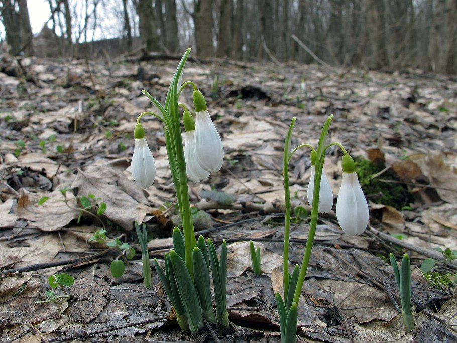 Галантуса Эльвеза