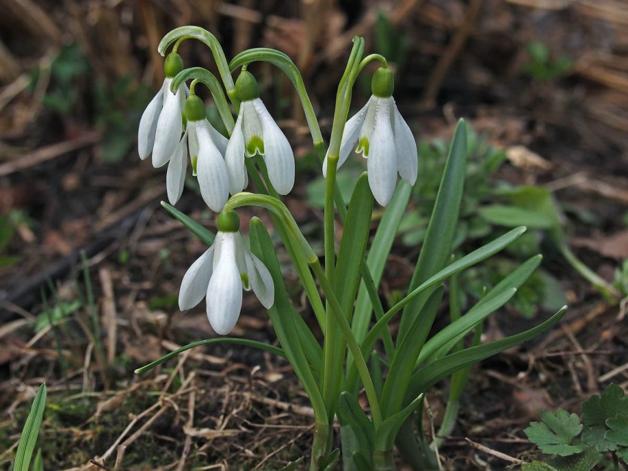 Галантус кавказский