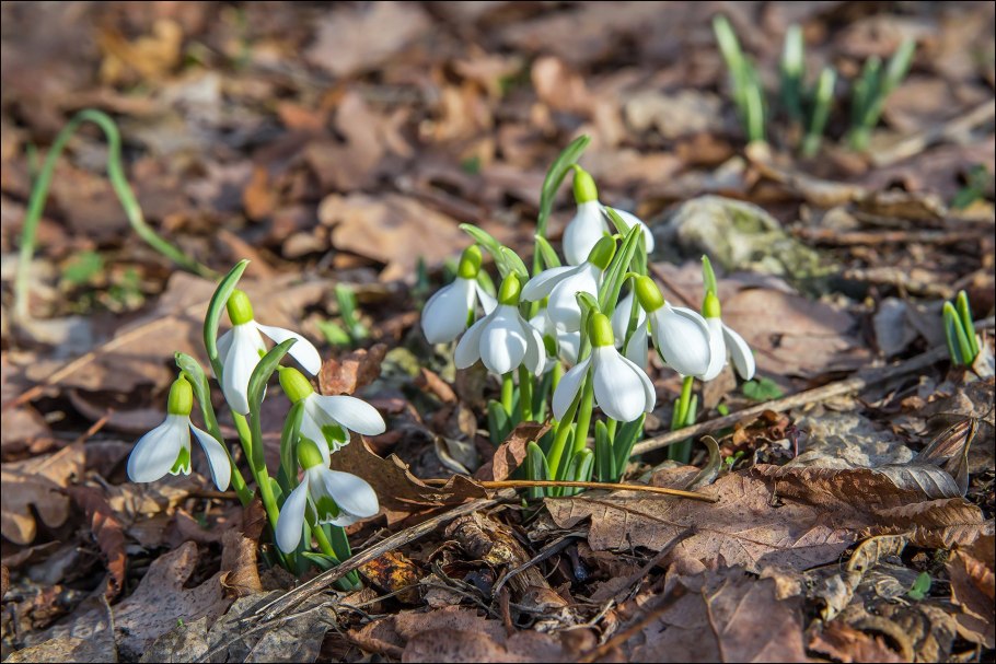 Подснежник на пригорке
