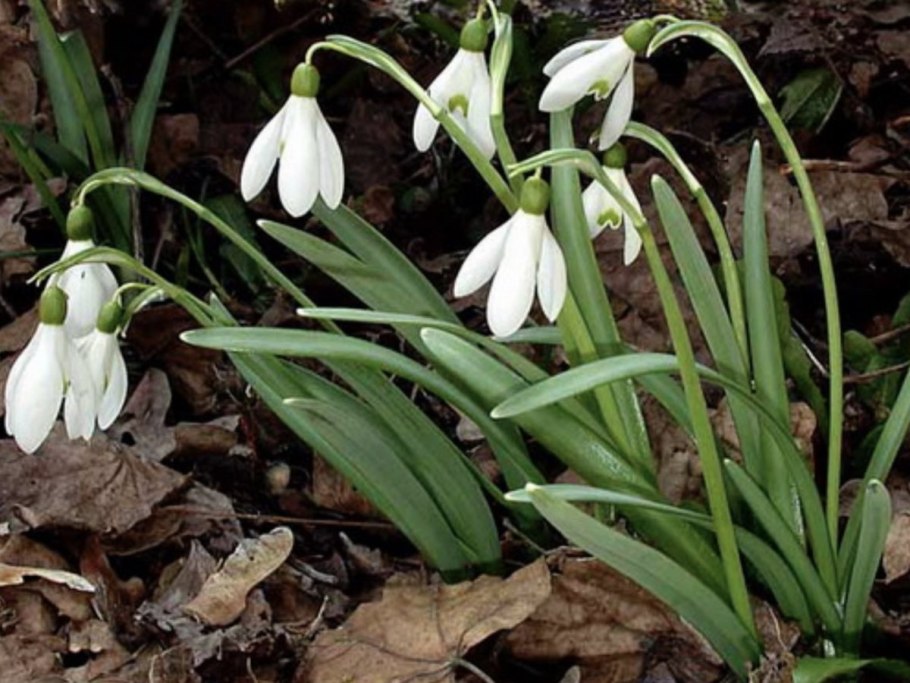Растение Подснежник Воронова