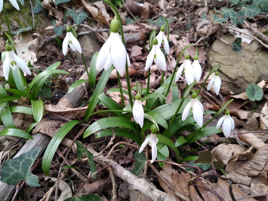 Галантус кавказский