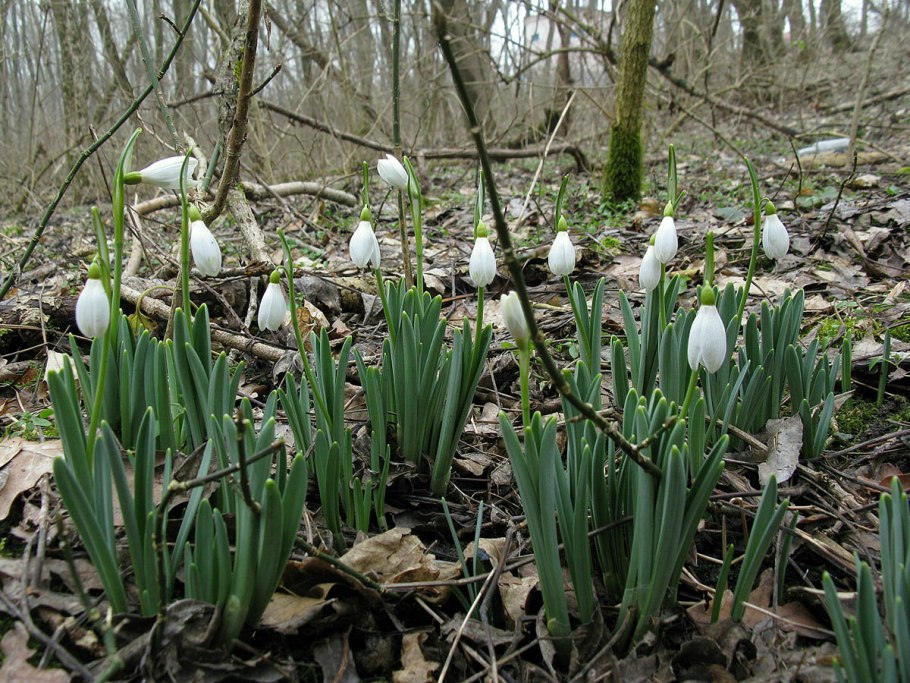 Подснежник кавказский – Galanthus caucasicus (Baker) Grossh