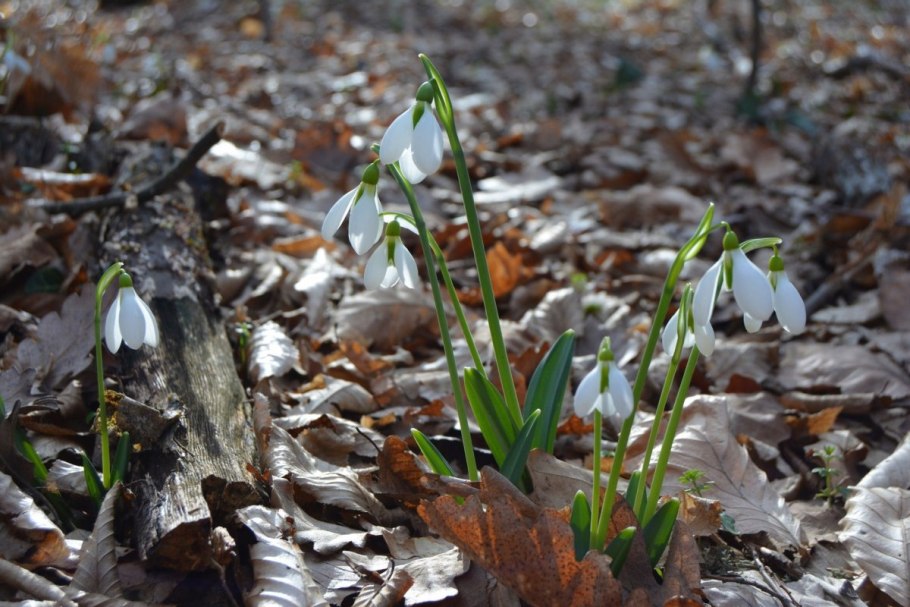 Подснежник кавказский красная книга Краснодарского края