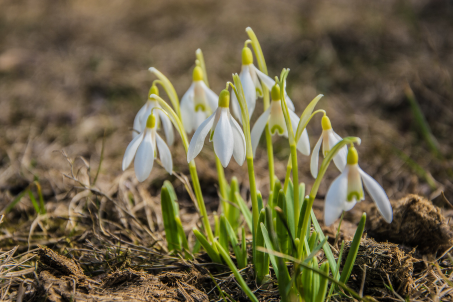 Подснежник Борткевича