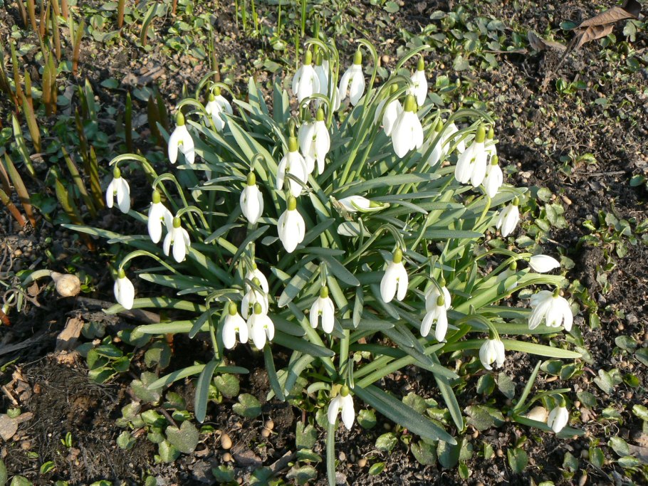 Астраханские подснежники