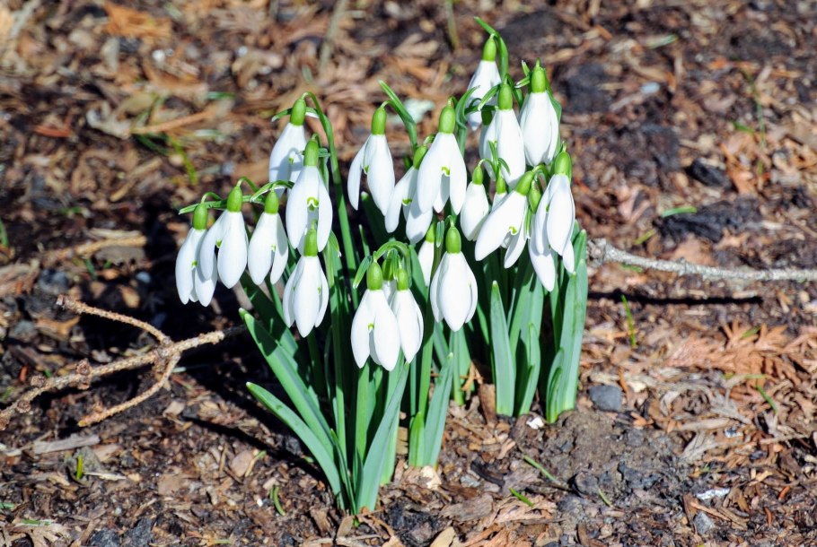 Галантус широколистный