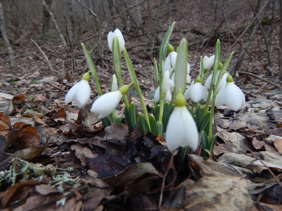 Подснежник Галантус
