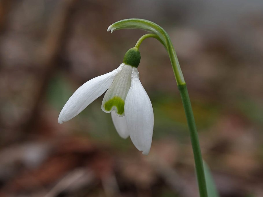 Подснежник Борткевича