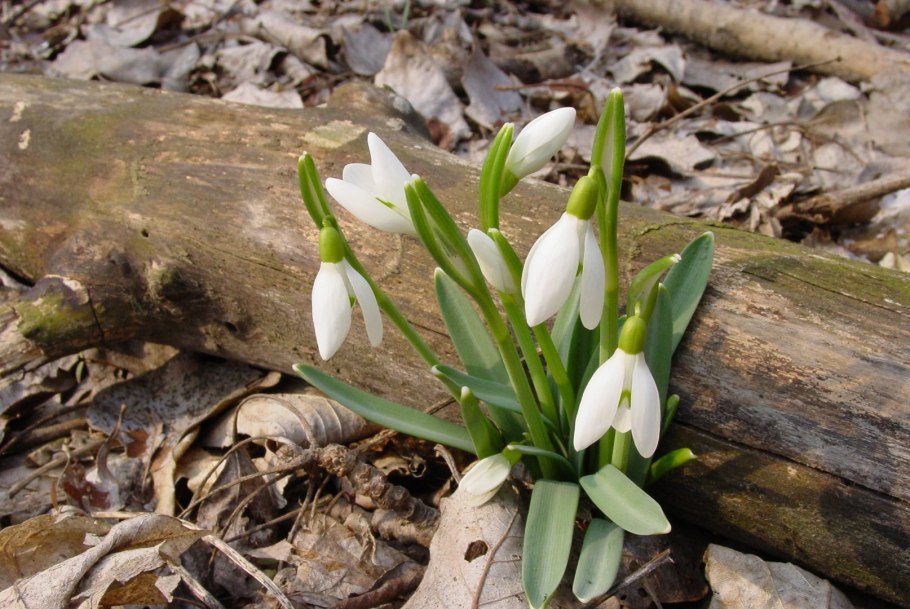 Подснежник эндемик Крыма