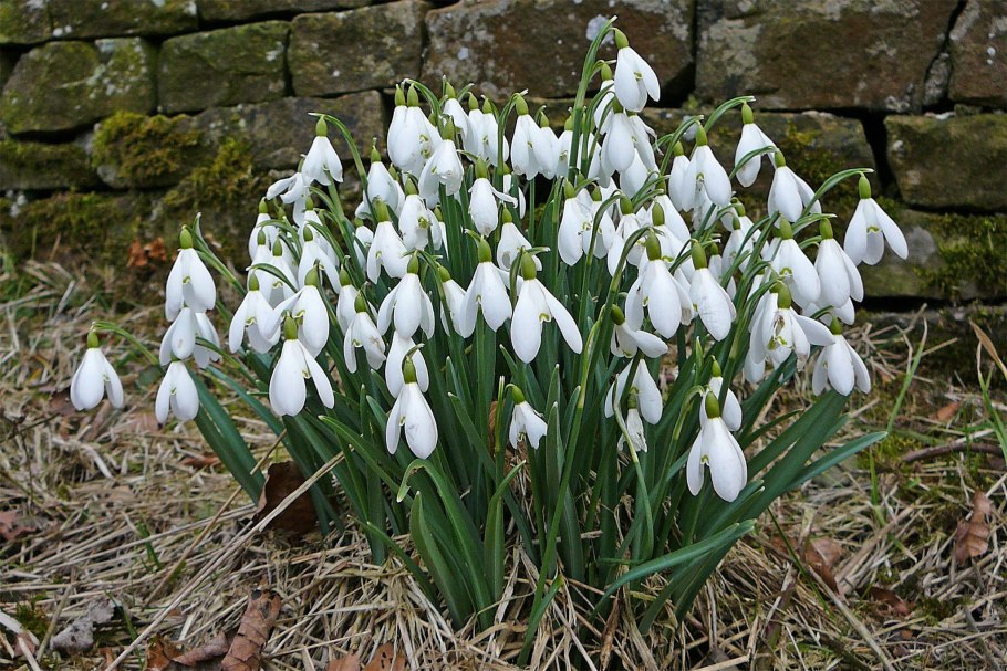 Подснежник кавказский – Galanthus caucasicus (Baker) Grossh