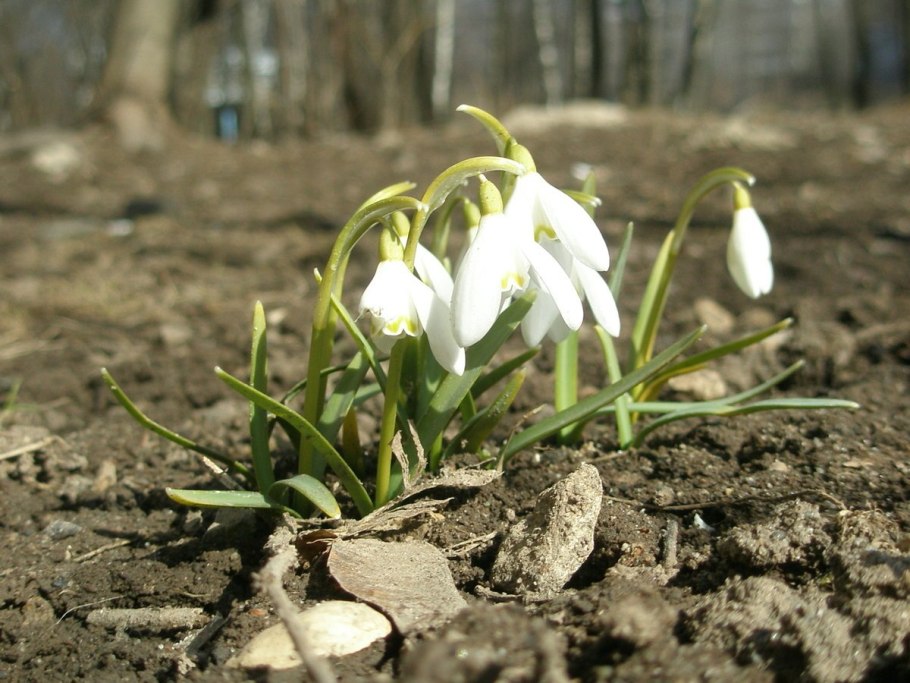 Подснежник плосколистный