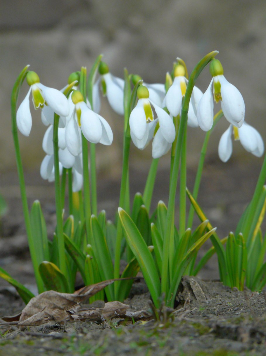 Подснежник кавказский – Galanthus caucasicus (Baker) Grossh