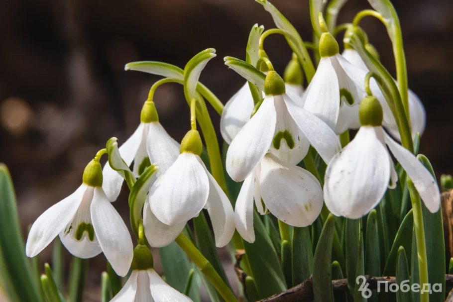 Галантус кавказский