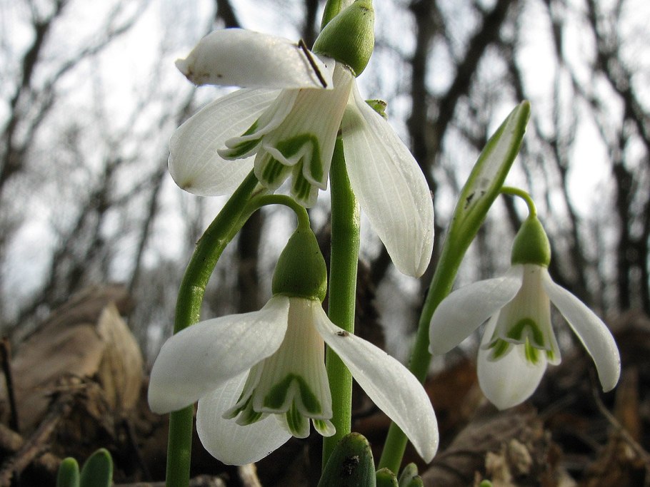 Галантус складчатый