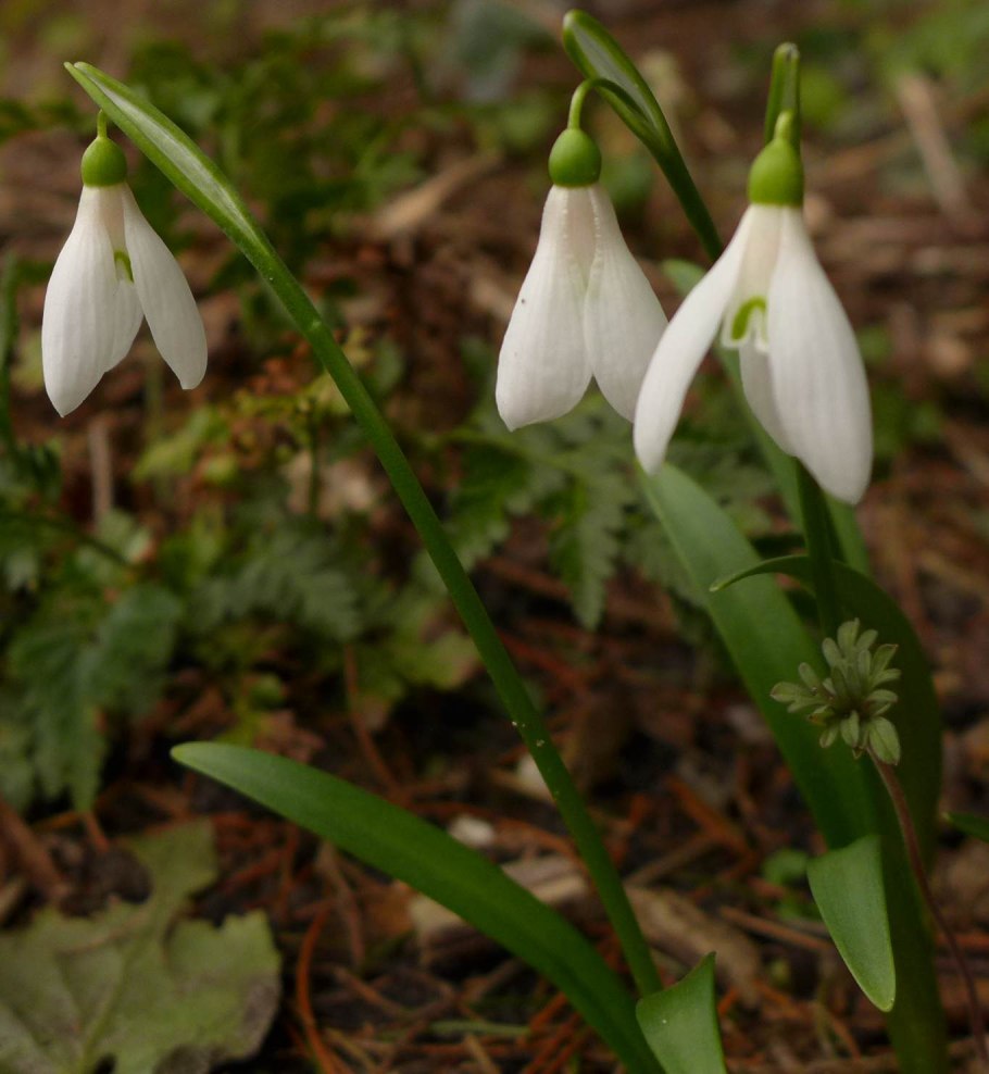 Подснежник Борткевича (Galanthus bortkewitschianus g. Koss)