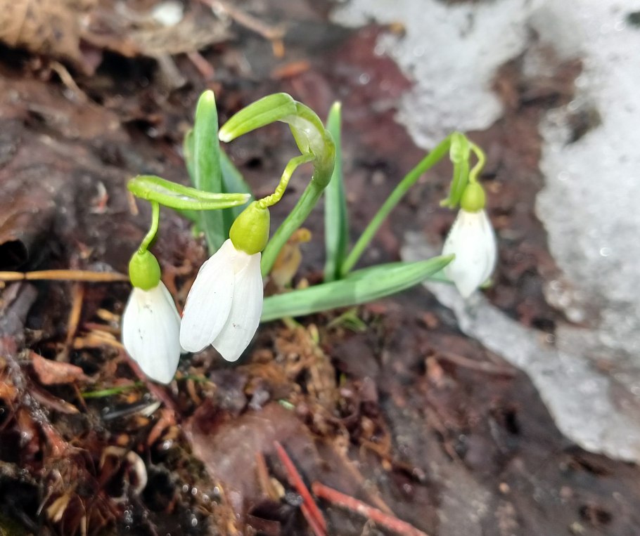 Галантус Маунт Эверест