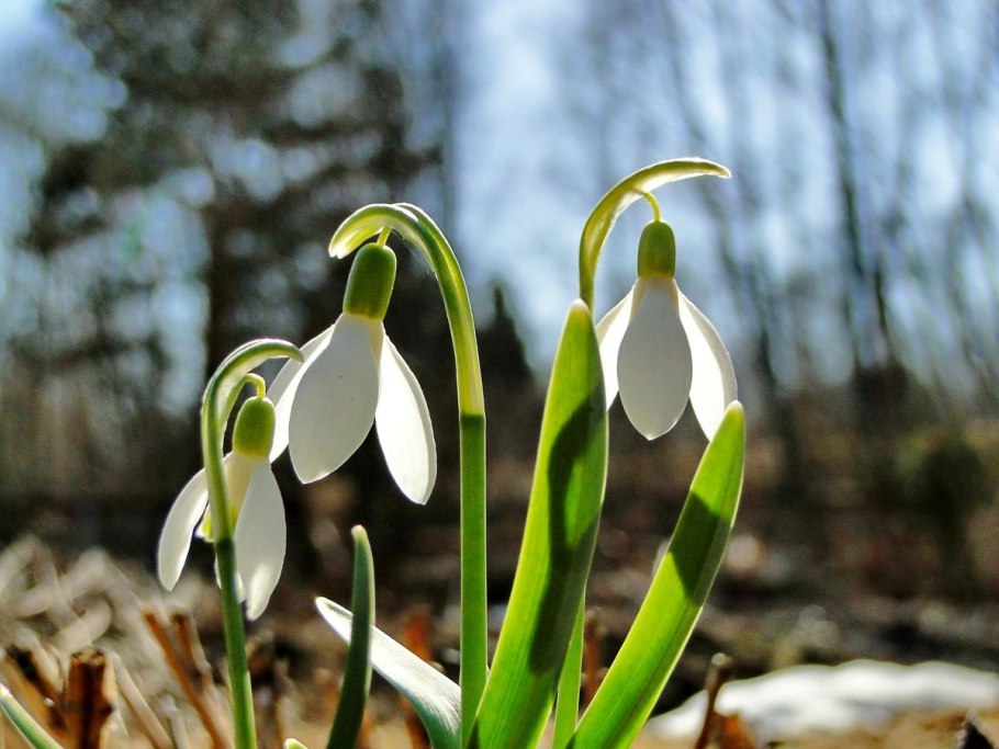 Галантус Маунт Эверест