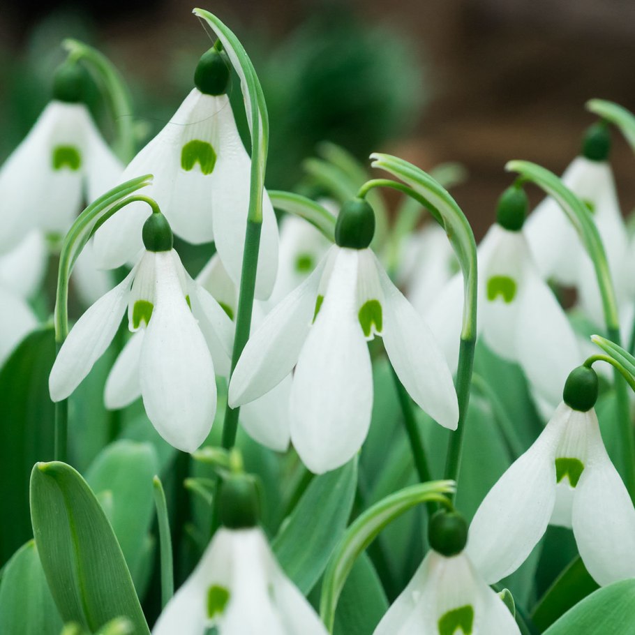Подснежник Галантус