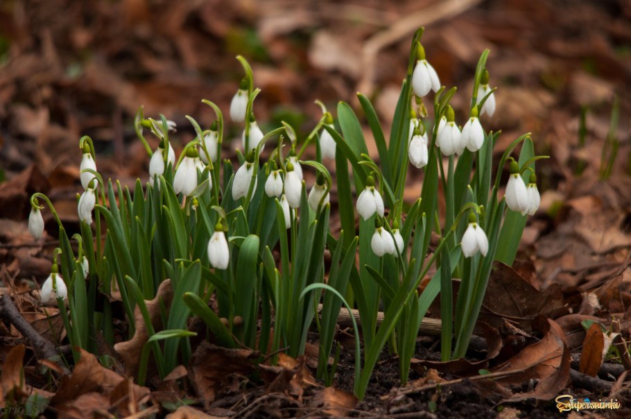 Патснежник шороко листный